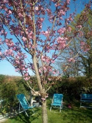 La Maisonnette - Animaux Acceptes, Parking Prive, Jardin Plein Sud Wissant Bagian luar foto